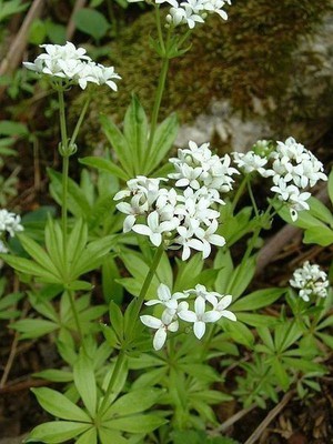 Sweet Woodruff